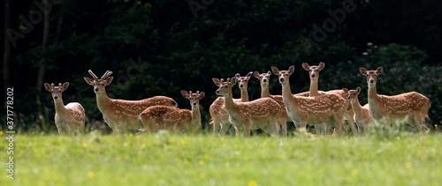 Photography Barasingha Deer or Swamp Deer, cervus duvauceli