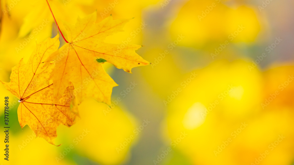 Autumn background. Tree branch with maple leaves on a blurred background. Autumn design background with yellow leaves. Copy space. Soft focus Autumn background. Tree branch with maple leaves on a blurred background. Autumn design background with yellow leaves. Copy space. Soft focus