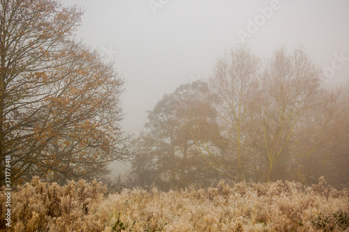 Trees on a misty winters morning
