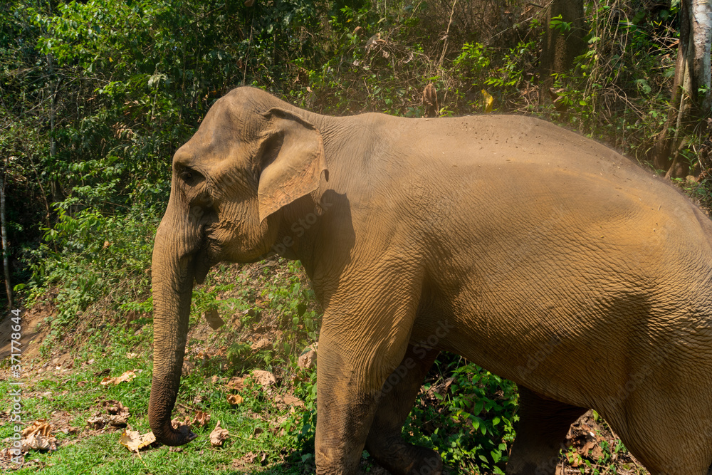 Obraz premium Elephants in Chiang Mai, Thailand.