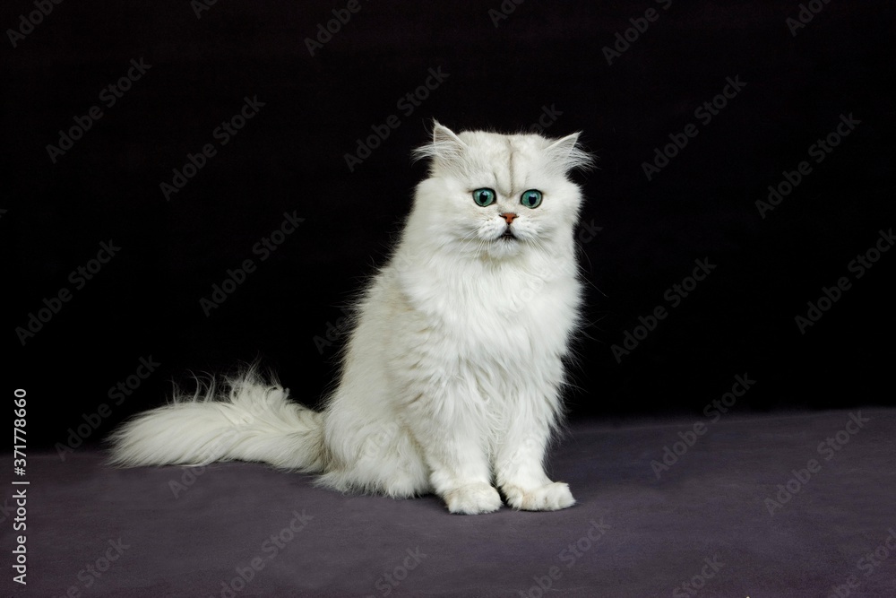 Chinchilla Persian Domestic Cat against Black Background