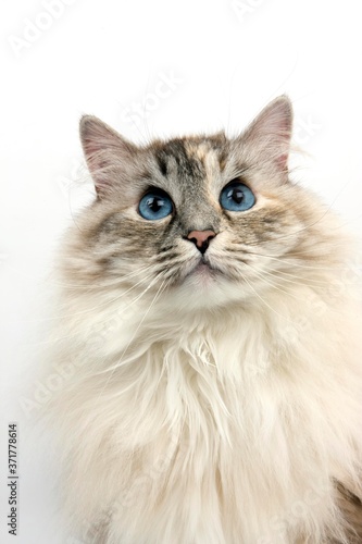 Seal Tabby Point and White Siberian Domestic Cat, Portrait of Female