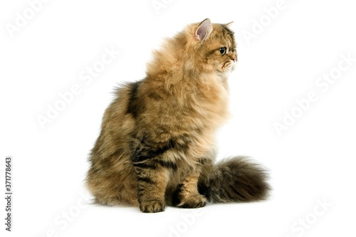Golden Persian Domestic Cat against White Background