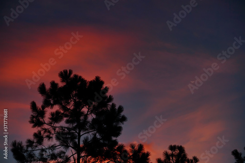 New moon above pine tree in the morning © Feng
