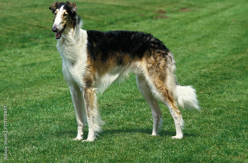 Borzoi or Russian Wolfhound, Domestic Dog