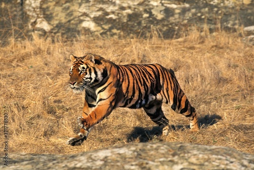 Bengal Tiger  panthera tigris tigris  Adult Running
