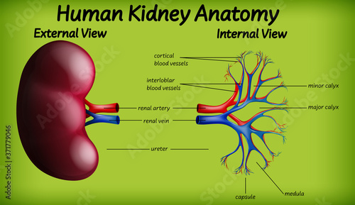 Medical human kidney anatomy