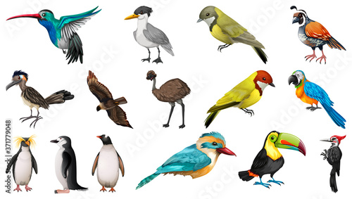 Set of different birds cartoon style isolated on white background