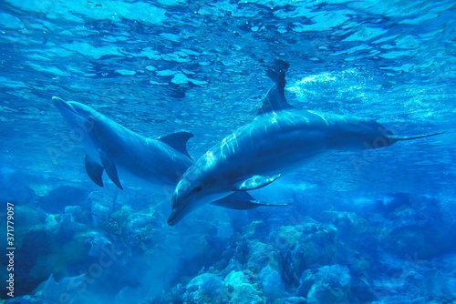 Bottlenose Dolphin, tursiops truncatus