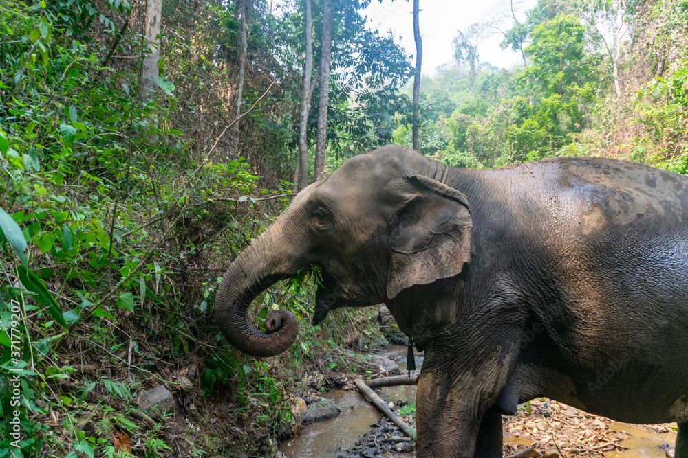 Obraz premium Elephants in Chiang Mai, Thailand.