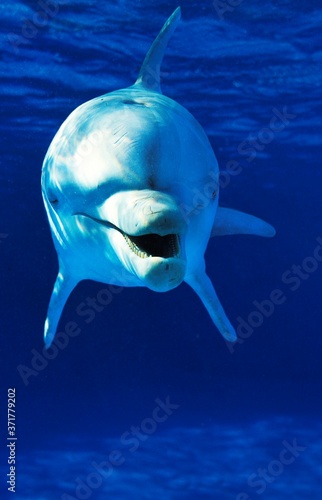 Bottlenose Dolphin, tursiops truncatus © slowmotiongli