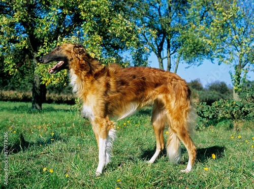 Borzoi or Russian Wolfhound, Domestic Dog © slowmotiongli