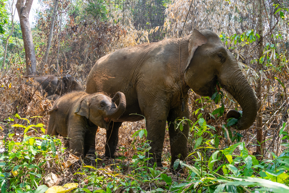 Obraz premium Thai elephant and his family