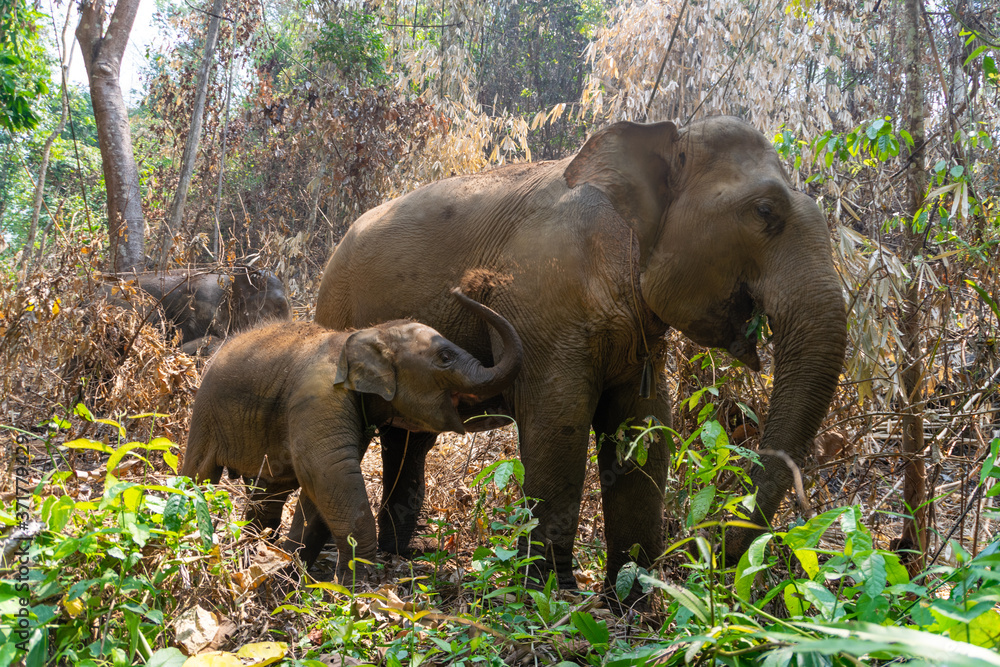 Fototapeta premium Thai elephant and his family