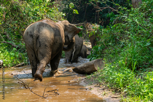 Elephants in Chiang Mai  Thailand.