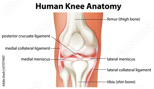 Human Knee Anatomy diagram