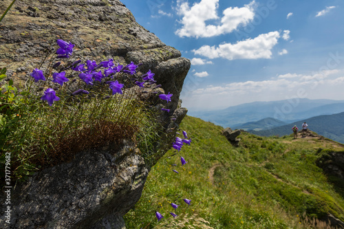 Campanula cochleariifolia, common name earleaf bellflower or fairy's-thimble, is a species of flowering plant of the family Campanulaceae. Campanula cochleariifolia grows on rocks in the Carpathians.
 photo