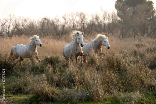 Camargue Horse  Group in Swamp  Saintes Maries de la Mer in the South East of France