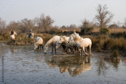 Fototapeta Naklejka Na Ścianę i Meble -  Camargue Horse, Herd Drinking in Swamp, Saintes Maries de la Mer in the South East of France