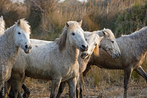 Fototapeta Naklejka Na Ścianę i Meble -  Camargue Horse, Group walking through Swamp, Saintes Maries de la Mer in the South East of France