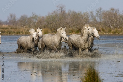 Fototapeta Naklejka Na Ścianę i Meble -  Camargue Horse, Herd walking through Swamp, Saintes Maries de la Mer in the South East of France