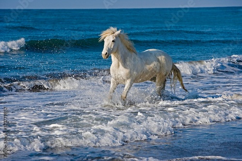 Camargue Horse, Adult on the Beach, Saintes Maries de la Mer in the South East of France