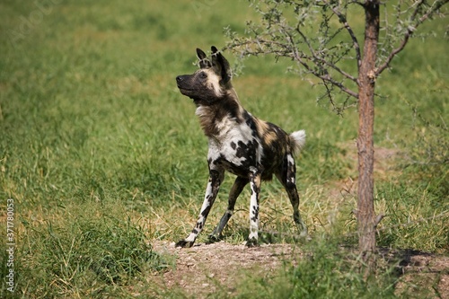 African Wild Dog, lycaon pictus, Namibia