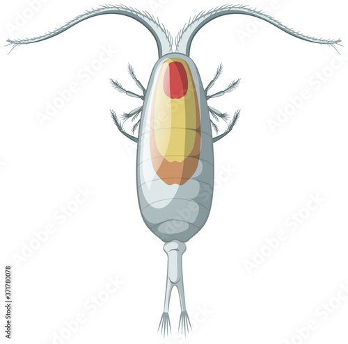 Isolated copepods on white background