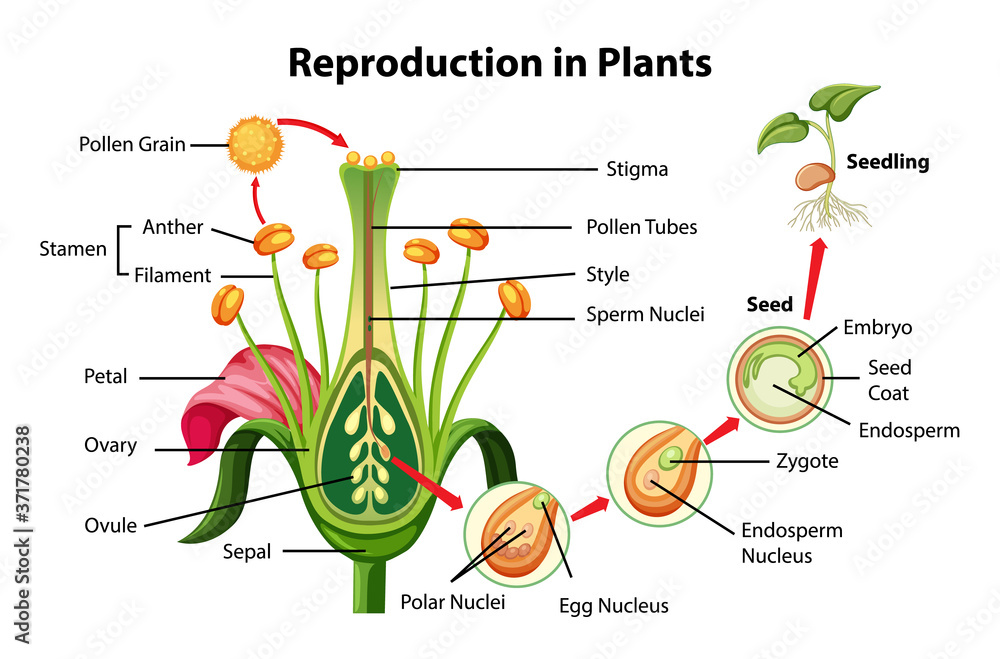 Reproduction In Plants Diagram Stock Vector Adobe Stock reproduction-in-plants-diagram-stock-vector-adobe-stock