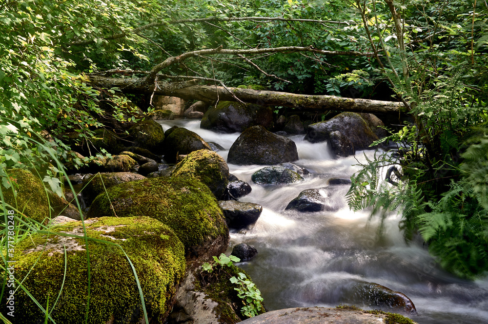 stony stream in the forest area