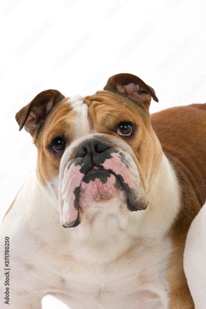 English Bulldog, Female standing against White Background