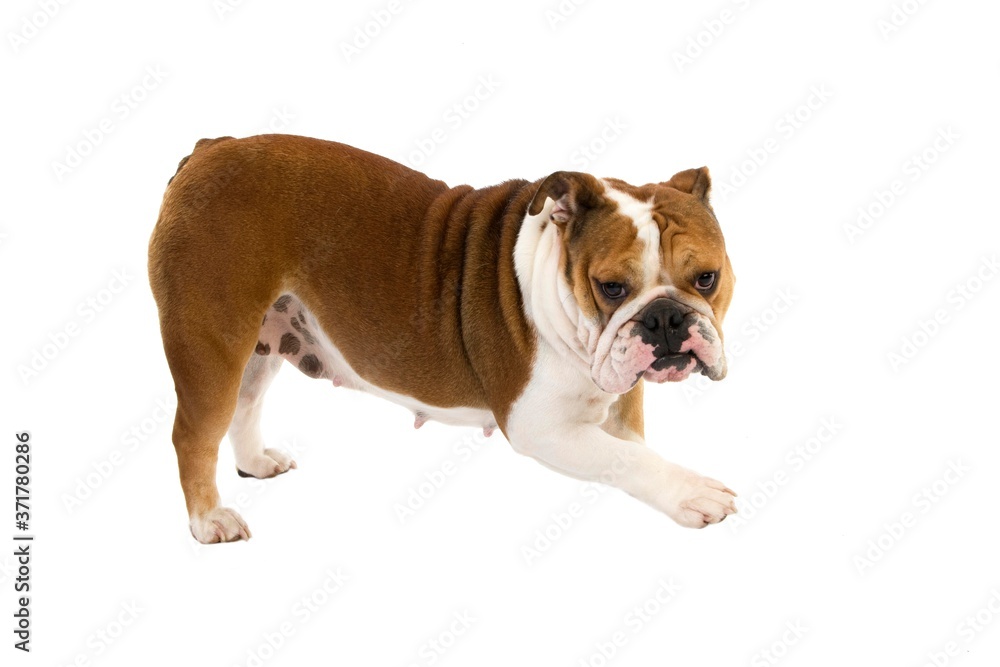 English Bulldog, Female standing against White Background