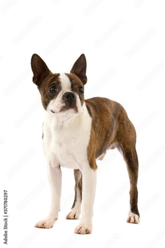 Boston Terrier Dog, standing against White Background