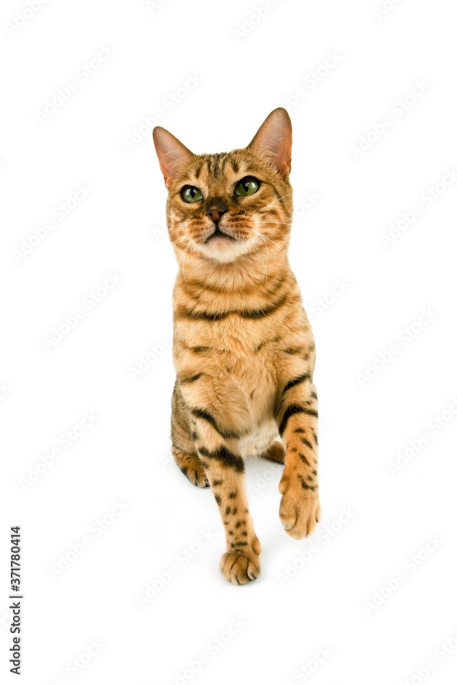 Brown Spotted Tabby Bengal Domestic Cat standing against White Background