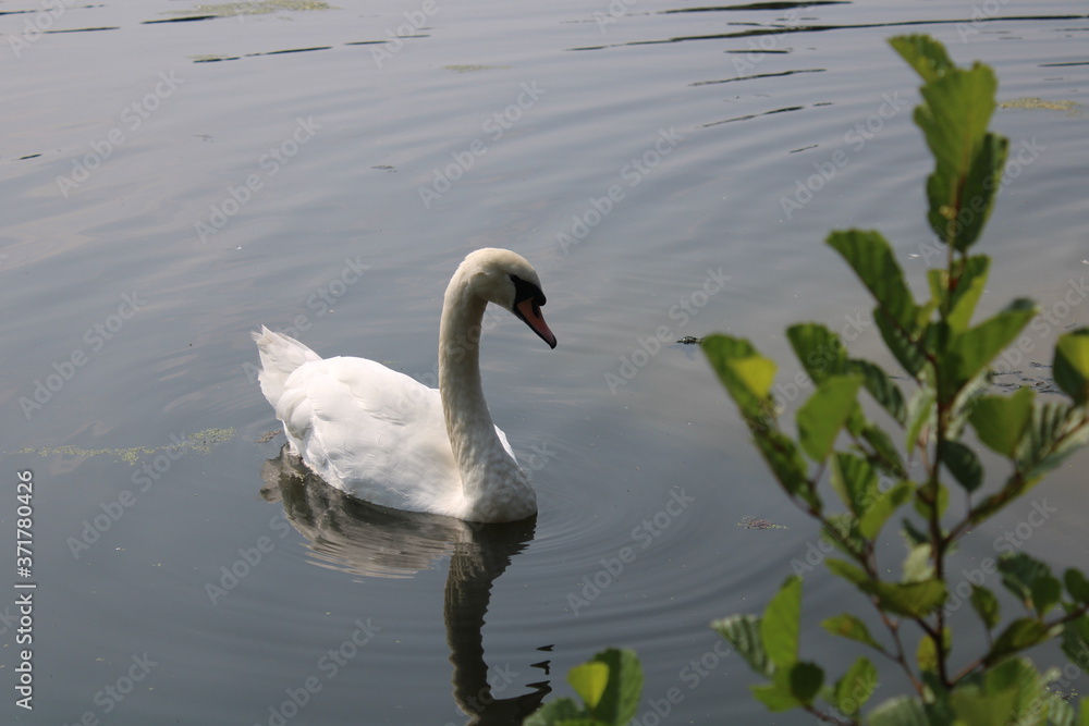swans on water at breary marsh west yorkshire swans on water at breary marsh west yorkshire