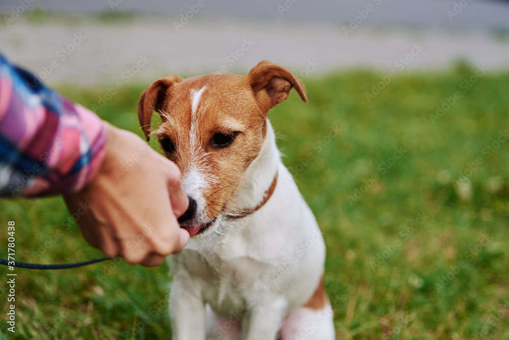 Owner feed his dog outside. Jack Russel terrier eat food from owner hand