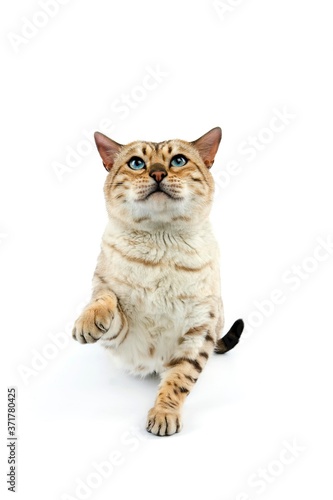 Seal Mink Tabby Bengal Domestic Cat, Male standing against White Background