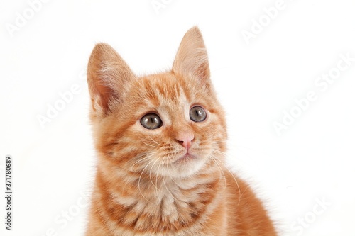 Red Tabby Domestic Cat, Kitten against White Background