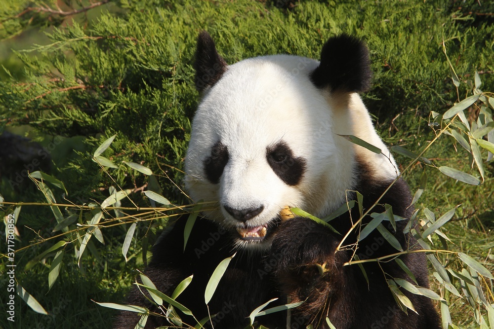 Giant Panda, ailuropoda melanoleuca, Adult eating Bamboo Leaves