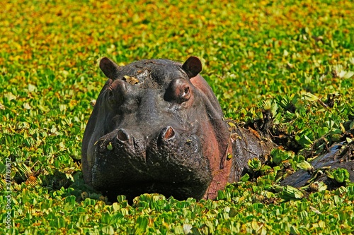Hippopotamus, hippopotamus amphibius, Adult standing in Swamp full of Water Lettuce, Masai Mara Park in Kenya