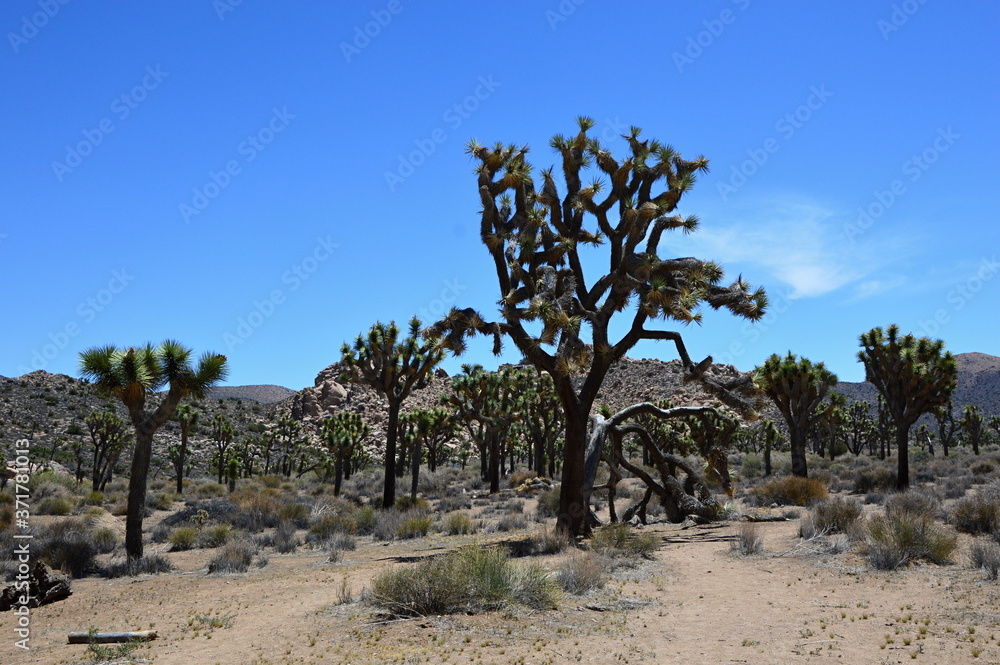 Fototapeta premium Joshua Tree National Park, Kalifornien