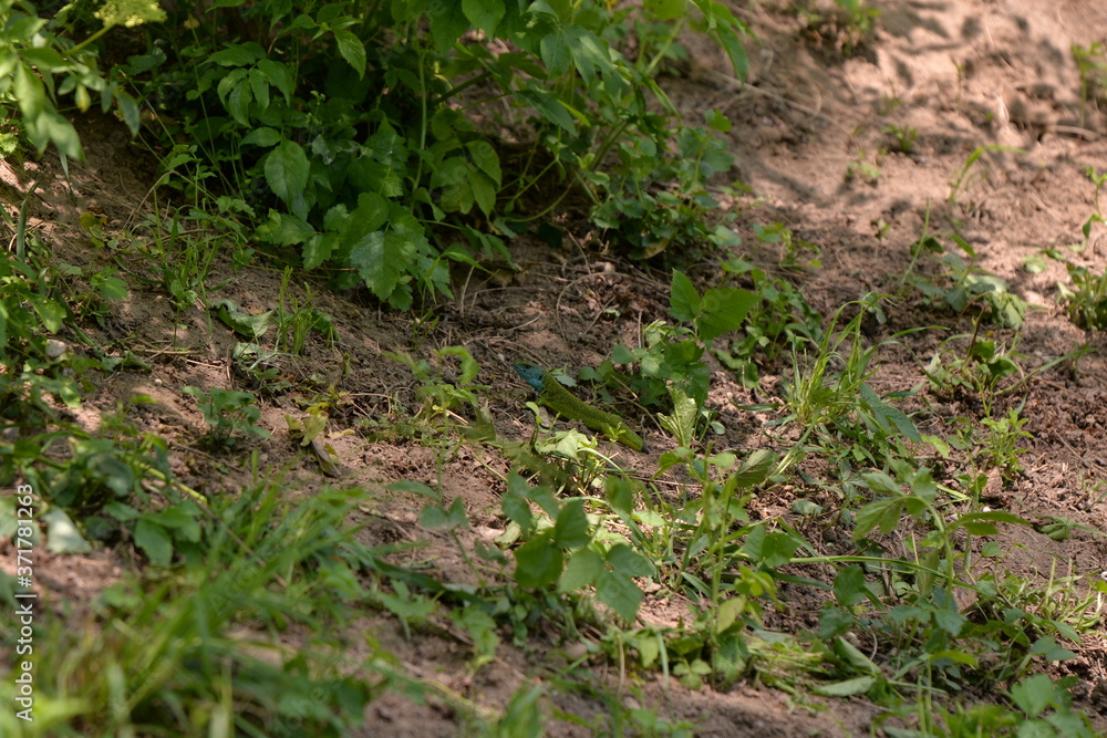a lizard without a tail in the spring in the green grass a lizard without a tail in the spring in the green grass