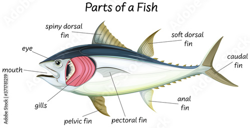 Science internal anatomy of fish