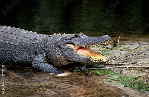 American Alligator  alligator mississipiensis  Adult with Open Mouth Regulating Body Temperature