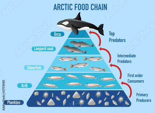 Arctic food chain pyramid photo