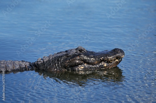 American Alligator, alligator mississipiensis, Head of Adult standing at Surface