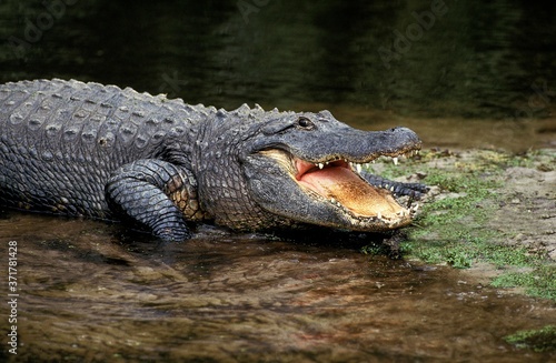 Leinwand Poster American Alligator, alligator mississipiensis, Adult with Open Mouth Regulating