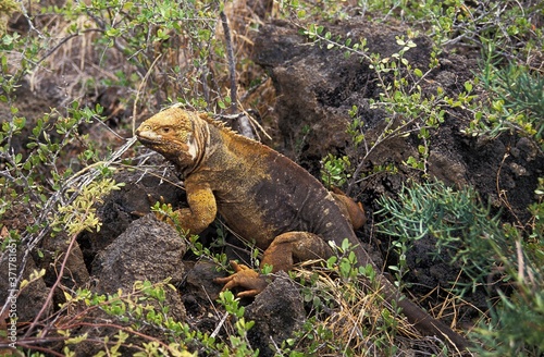 Galapagos Land Iguana, conolophus subcristatus, Galapagos Islands © slowmotiongli
