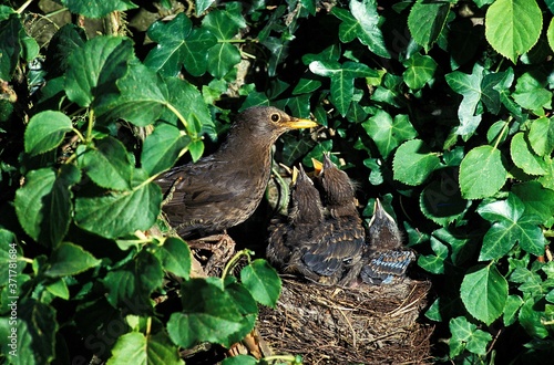 Blackbird, turdus merula, Adult Feeding Chicks at Nest, Normandy photo
