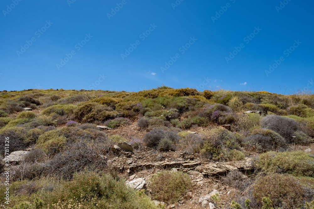 Shrubland background, dry, wild nature at countryside of Tzia, Kea island, Greece.